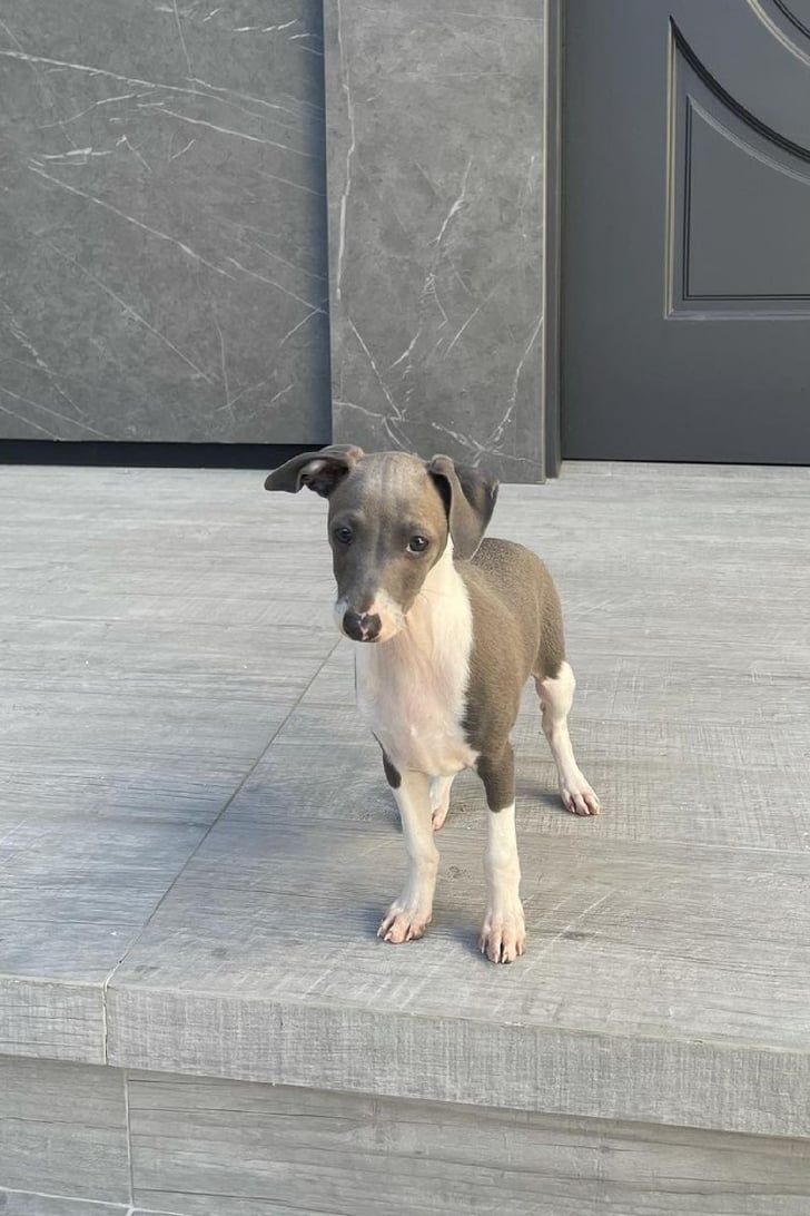 Kylie Jenner's Italian Greyhound Profile