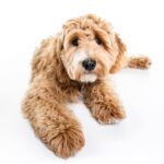The Dobre Brothers' Famous Goldendoodle