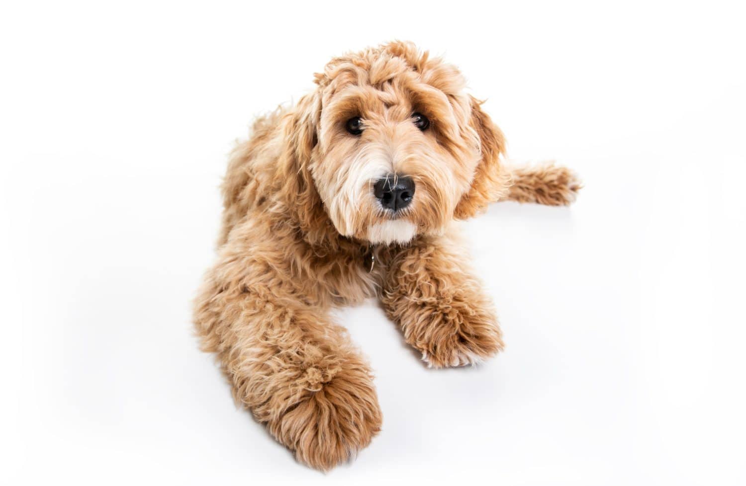 The Dobre Brothers' Famous Goldendoodle