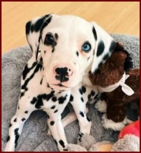 brianne kimmel jimmy o yang dog