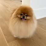Cupcake the Pom