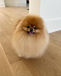 Cupcake the Pom